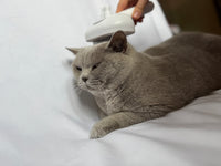 Fellzauber 3 in 1 Bürste