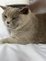 Fellzauber 3 in 1 Bürste